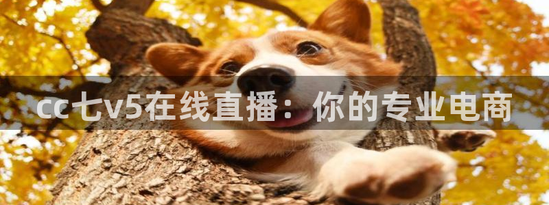 黑白体育比赛直播