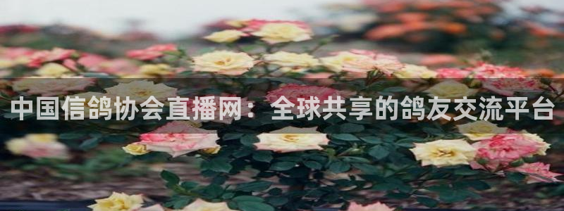 黑白直播体育nba直播在线观看高清：中国信鸽协会直播网：全球共享的鸽友交流平台